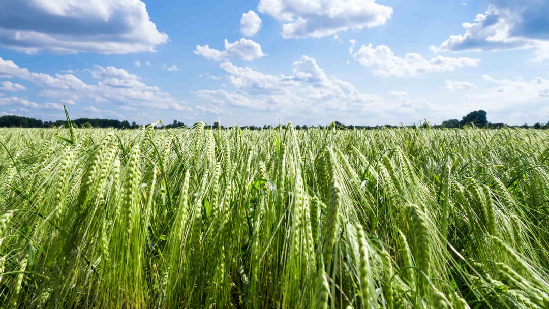 How Can You Improve Your Herbicide Performance This Year?